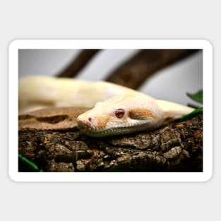 Snake III / Swiss Artwork Photography Sticker